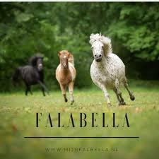 Falabella is the department store brand of the group of the same name, one of the most important in south america and the oldest in the region. Falabella Friends Everything About Falabellas Falabella