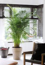 Cultiver Un Palmier En Pot Plante Chambre Palmier Areca Plante Verte Exterieur