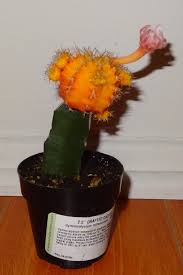 Read on to find out and as well as learn how to graft them. Moon Cactus Blooming