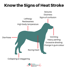 It can be shorter or longer and. Heat Stroke In Dogs Everything You Need To Know
