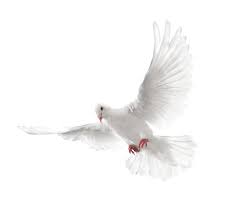 Download Png Image White Flying Pigeon Png Image Flying Pigeon Pigeon Png Images