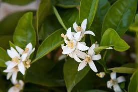 Maybe you would like to learn more about one of these? What Does Orange Blossom Smell Like Bois De Jasmin