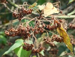 Image result for Dombeya torrida