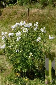 Kombineret med den sene blomstring er det Moskus Katost Observation Nb 1654421 Naturbasen