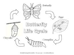 The Lifecycle Of A Butterfly Life Cycles Butterfly Life Cycle Butterfly Coloring Page