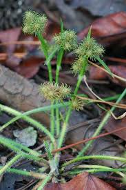 Image result for Fuirena abnormalis