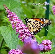 Buddleja Buzz Butterfly Bush Has All The Pollinators Buzzing Butterfly Bush Butterfly Garden Plants Butterfly Plants