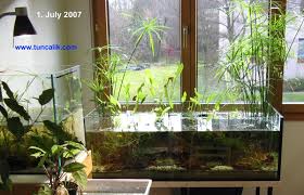 Image result for Cyperus rigidifolius