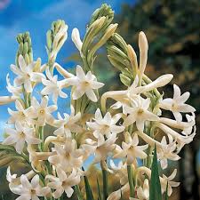 Image result for Polianthes tuberosa