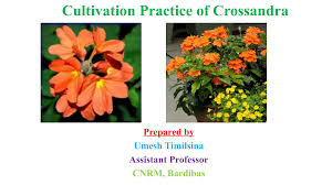 Image result for Crossandra mucronata