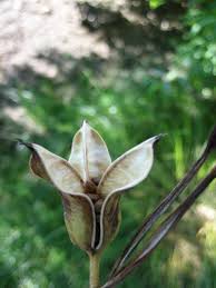 Image result for Obetia tenax