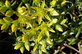 Image result for Sedum ruwenzoriense