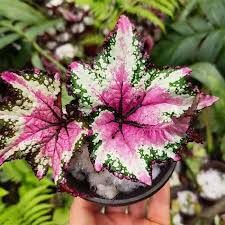Image result for Begonia nyassensis