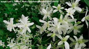We did not find results for: Vines With White Flowers With Pictures And Names Identification