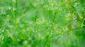 Image result for Apium leptophyllum