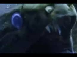 Moray Eel Bites Off Diver S Thumb Cctv English Youtube