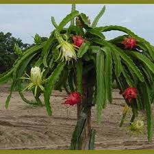 Dragon fruit plant pot size. How To Grow Dragon Fruit Indoors Miss Chen Garden Manage Gfinger Is The Best Garden Manage App
