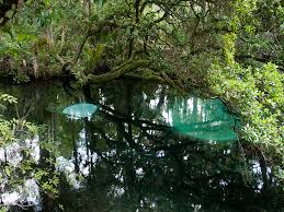 Price was $662, price is now $649 per person $662 $649. Ocala National Forest A Florida National Forest Located Near Belleview Lady Lake And Ocala