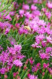 Image result for Vernonia kirkii