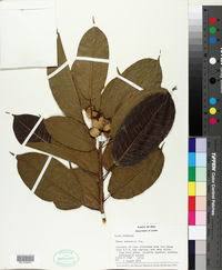 Image result for Ficus pseudomangifera
