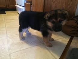 Maybe you would like to learn more about one of these? German Shepherd Puppies 9 Weeks For Sale In Farmington Minnesota Classified Americanlisted Com