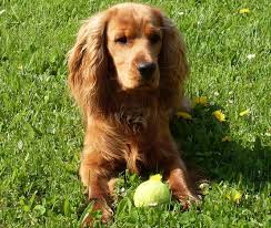 Image result for anglický kokršpaněl