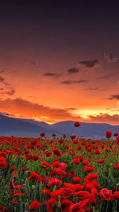 Poppy Farm Sunset Landscape Nature 1080x1920 Wallpaper Poppy Wallpaper Landscape Sunset Landscape