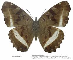 Image result for Tragiella natalensis
