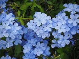Image result for Plumbago ituriensis