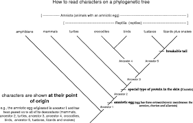 How To Read A Phylogenetic Tree | Evolution: Education And Outreach | Full  Text