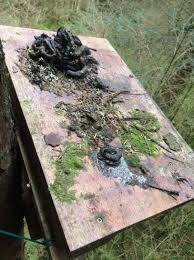 Image result for marten poop