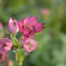 Image result for Astrantia major `Roma`