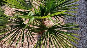 We did not find results for: Trachycarpus Fortunei Palm In Northwest Germany Youtube