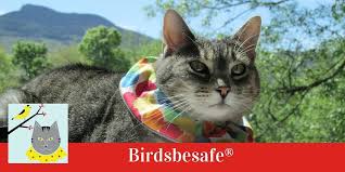 Birds Be Safe Collar Birdbesafe Collar Protects Birds From Predatory Cats Research Study Showed An 87 Reduction In Bird Kills By Normally Successful Cat With Images Cats Outdoor Cats Birds