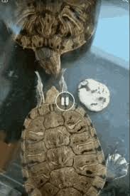 The best gifs are on giphy. Happy Turtle Gifs Tenor