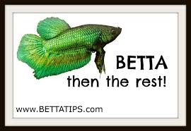 Betta Then The Rest Betta Bettafish Bettaquotes Fishquotes Lovefish Fish Betta Fish Betta Fishing Quotes
