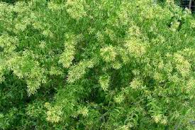 Image result for Cestrum nocturnum