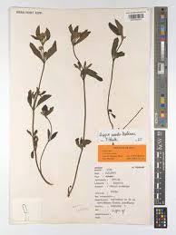 Image result for Lippia woodii