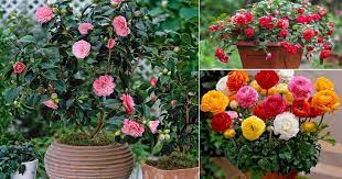 Flowers that look like small roses. 17 Flowers That Look Like Roses Balcony Garden Web