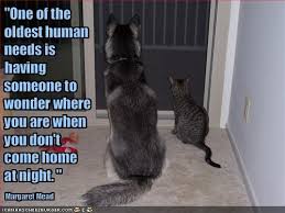 Funny Animal Pictures With Captions Funny Animal Captions Animal Capshunz Swept Me Off My F Funny Animals With Captions Funny Cat Pictures Funny Dog Pictures