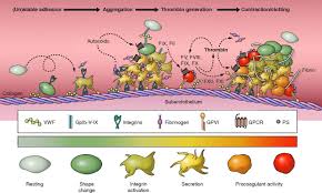 Functional Diversity Of Von Willebrand Factor Vwf Recherche Google Hematoloji