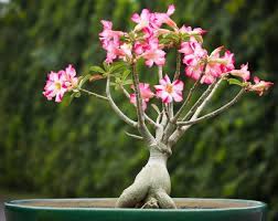 Berbagai gambar tentang gambar bonsai bunga kamboja dan bunga hias lain nya juga dapat. 14 Cara Menanam Kamboja Dari Batang Teknik Penanaman Ilmubudidaya Com