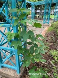 Image result for Canavalia gladiata