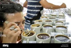 Catador cupping hi-res stock photography and images - Alamy