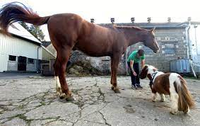 號稱「世界最小馬」德國矮腳馬身高50公分短腿超萌挑戰金氏紀錄