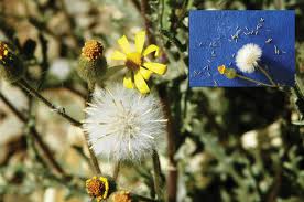 Image result for Senecio consanguineus