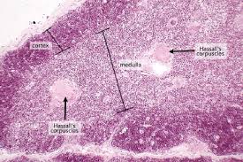 Image result for Thymus