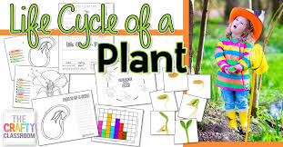 There are four seed parts that need to be labeled along with my kids dissected lima beans yesterday. Life Cycle Of A Plant Worksheet