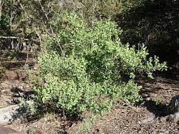 Image result for Peraceae