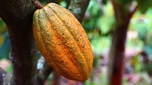 Nonprofit organization devoted to research and education on fine cacao and chocolate. Re Establishing The Cocoa Industry In Guadeloupe And Haiti Projects Regional Policy European Commission